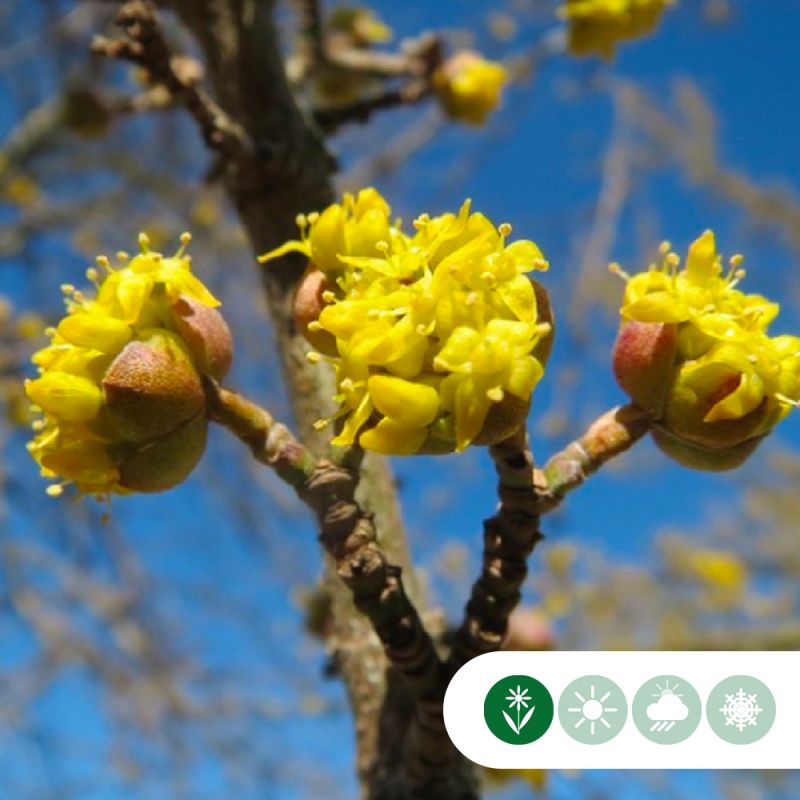 Cornus mas - meerstammig