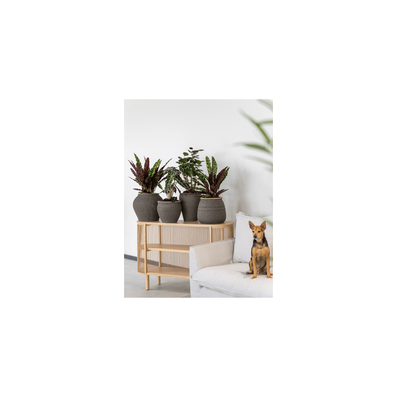 Mediterranean Artemis Omber Bruin
