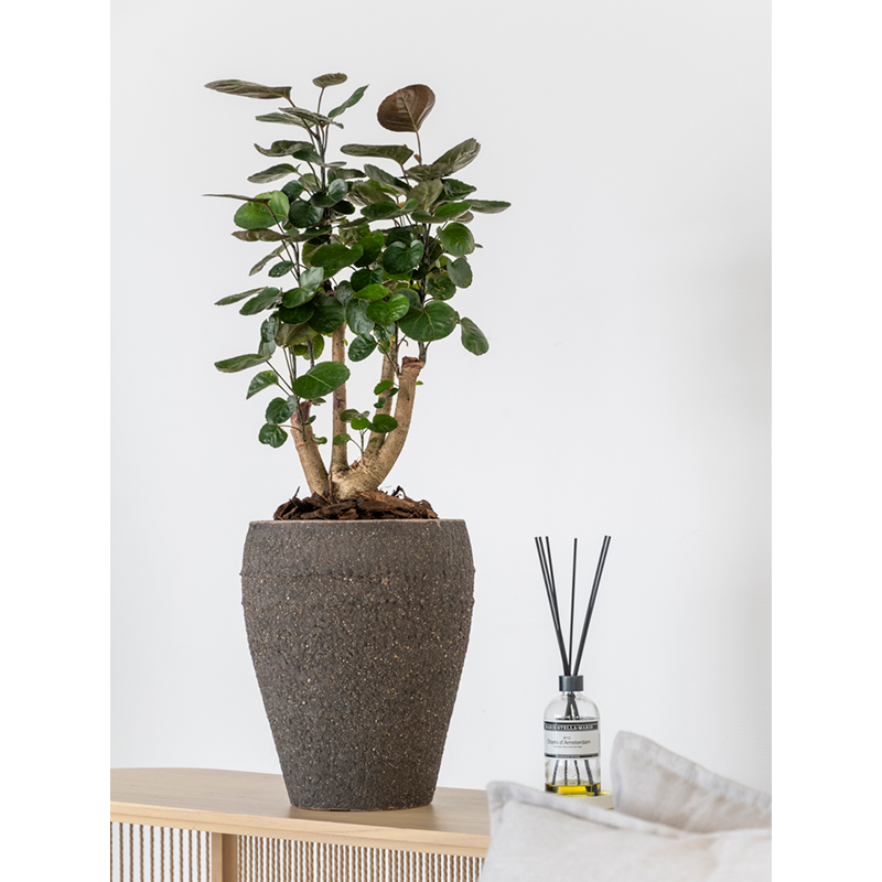 Mediterranean Ares Omber Bruin