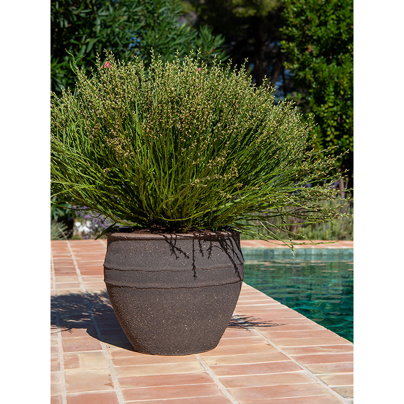 Mediterranean Athena Omber Bruin