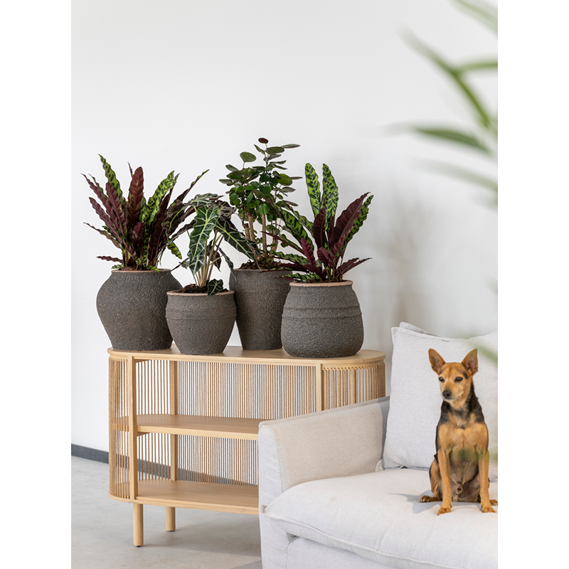 Mediterranean Ares Omber Bruin