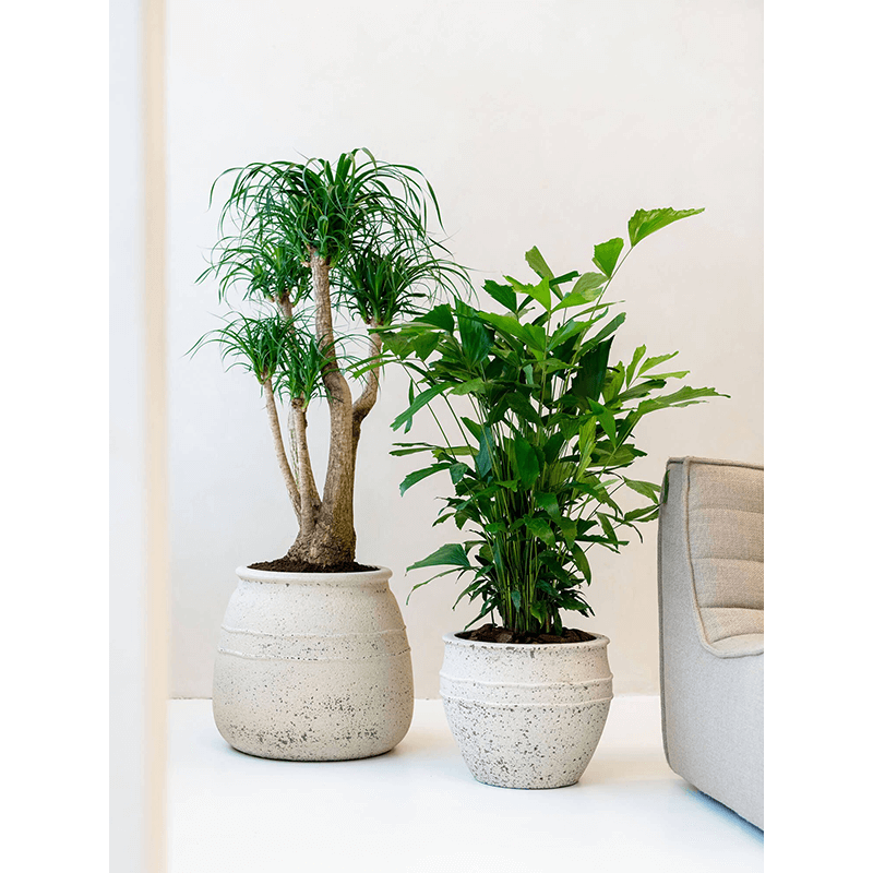 Mediterranean Hestia Krijt Wit