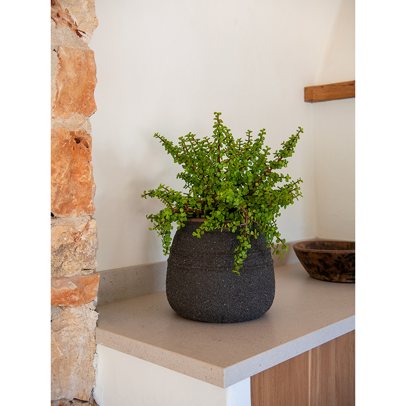 Mediterranean Hestia Omber Bruin