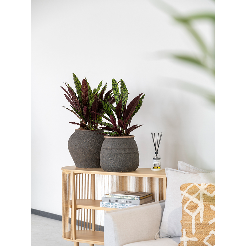 Mediterranean Zeus Omber Bruin