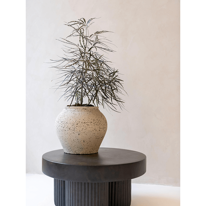 Mediterranean Zeus Krijt Wit