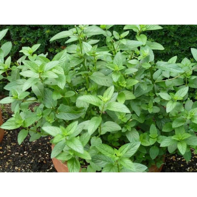 Mentha Piperita