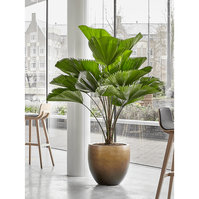 Metallic Balloon Honey