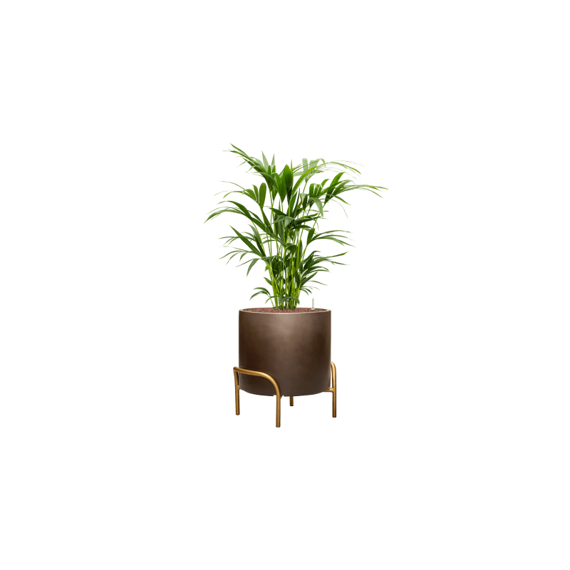 Metallic Cylinder Coffee with feed low