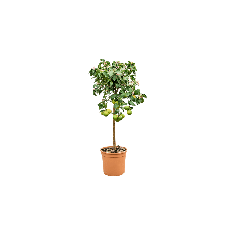 Citrus Meyer