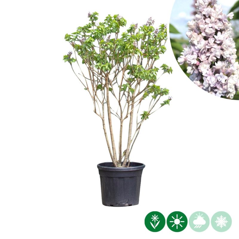 Syringa Michel Buchner - meerstammig