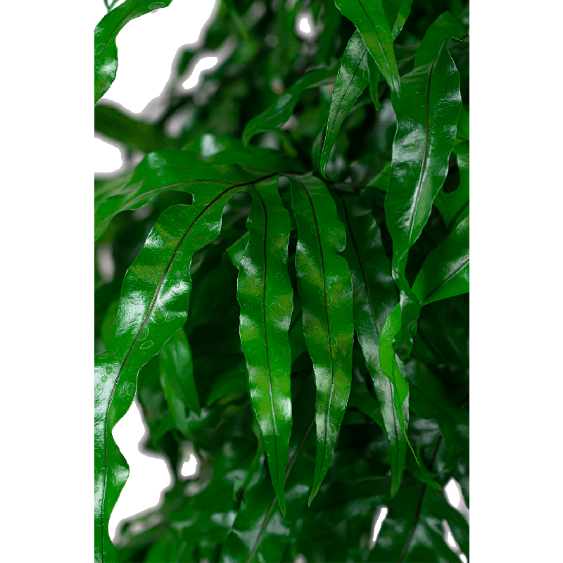 Microsorum diversifolium S