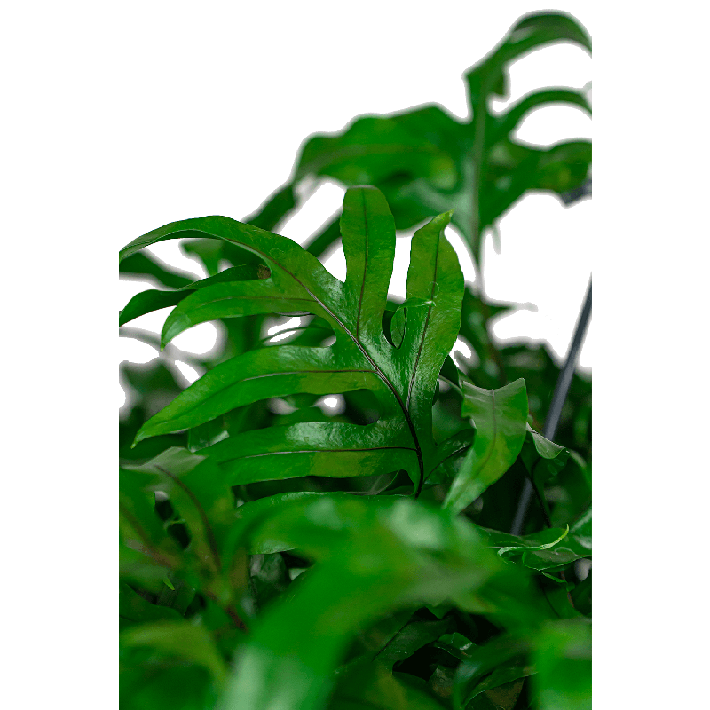 Microsorum Diversifolium