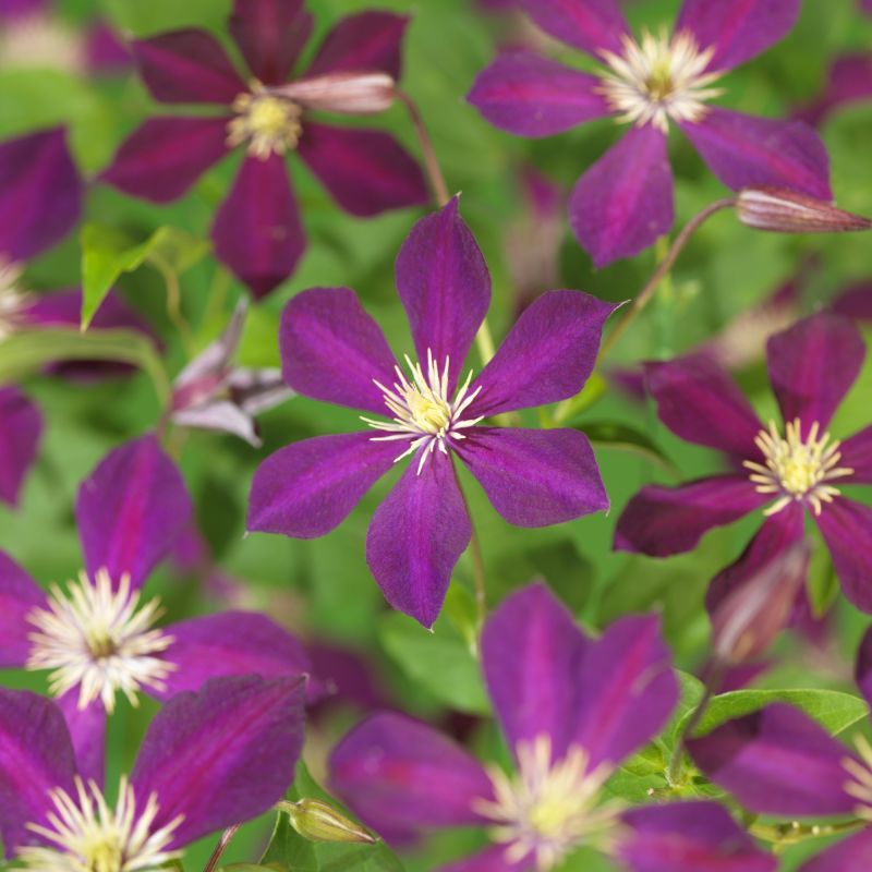 Clematis Mikelite