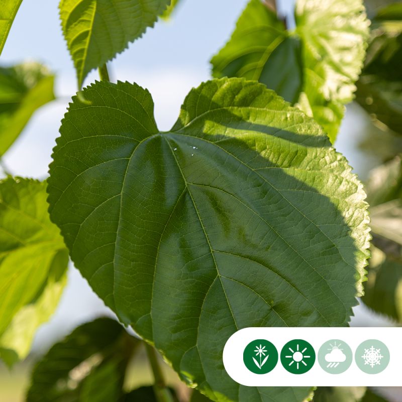 Morus White Berry