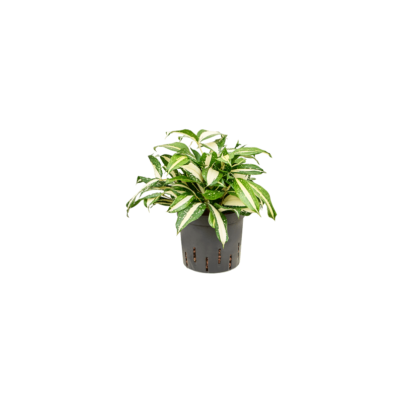 Dracaena surculosa Milky Way