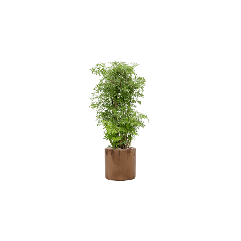 Polyscias Ming 