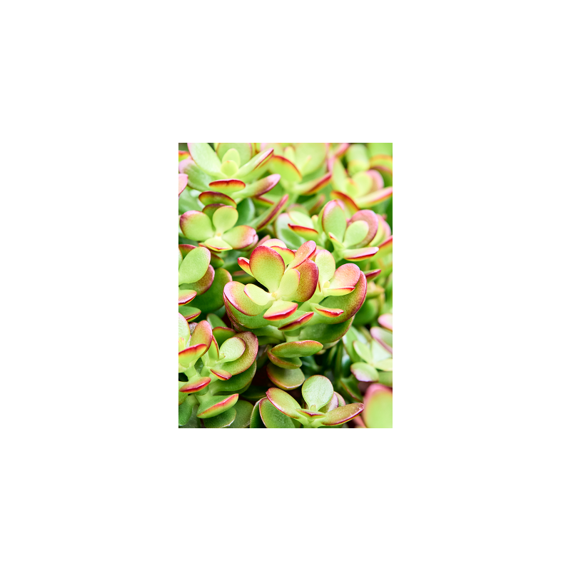 Crassula Ovata Minor