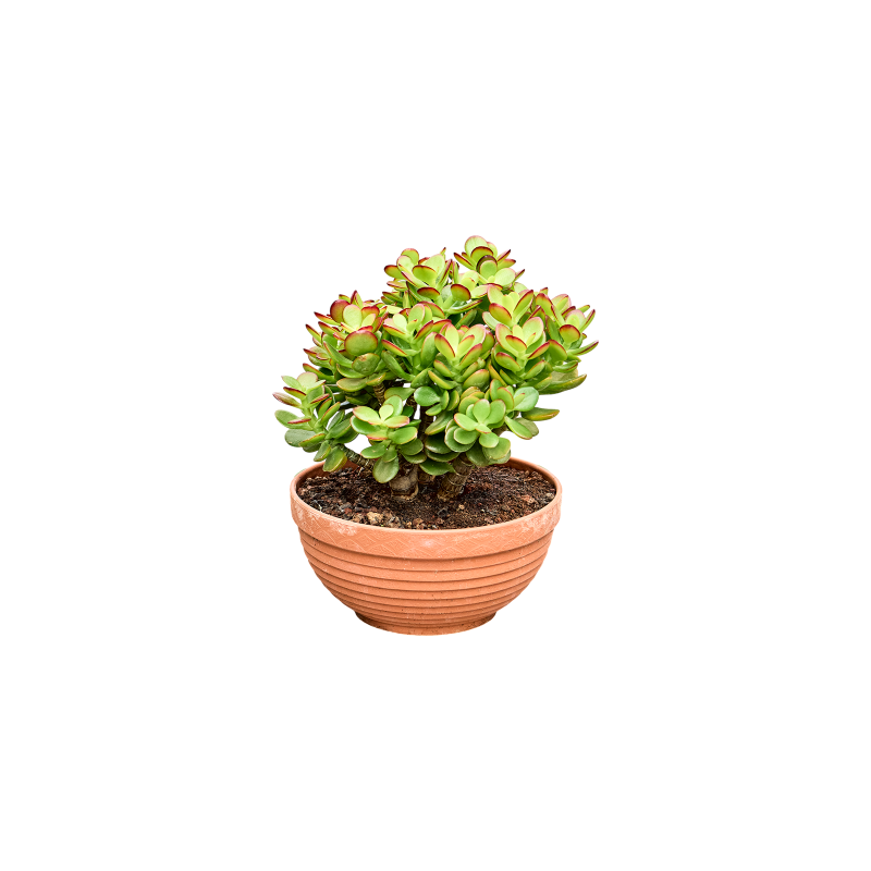 Crassula Ovata Minor