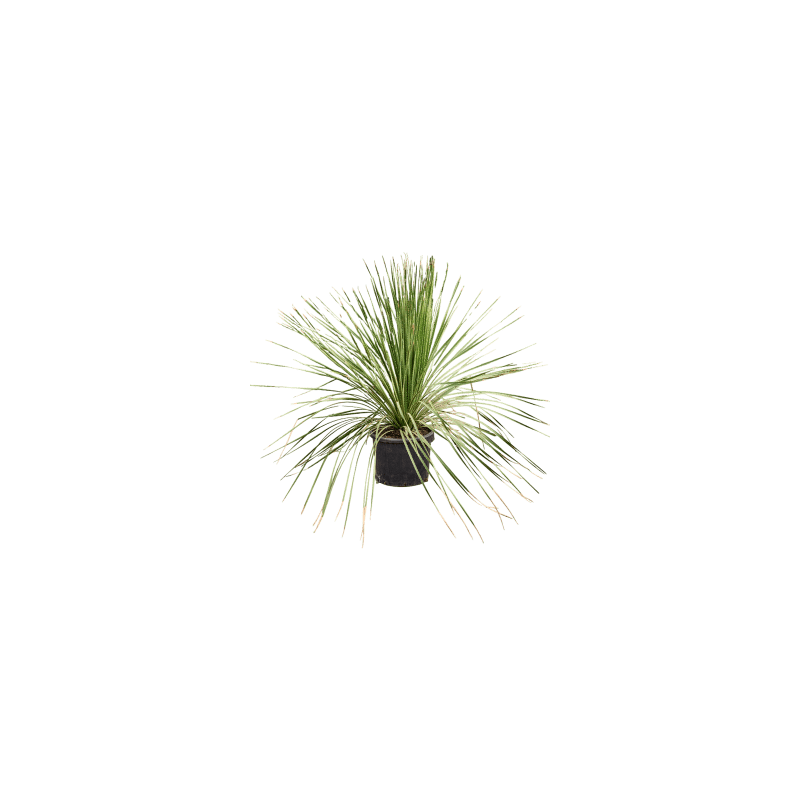 Dasylirion miquihuanensis