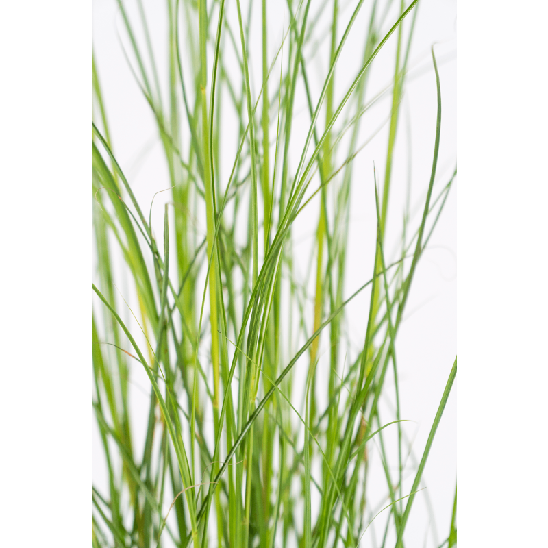 Miscanthus sinensis 'Gracillimus'