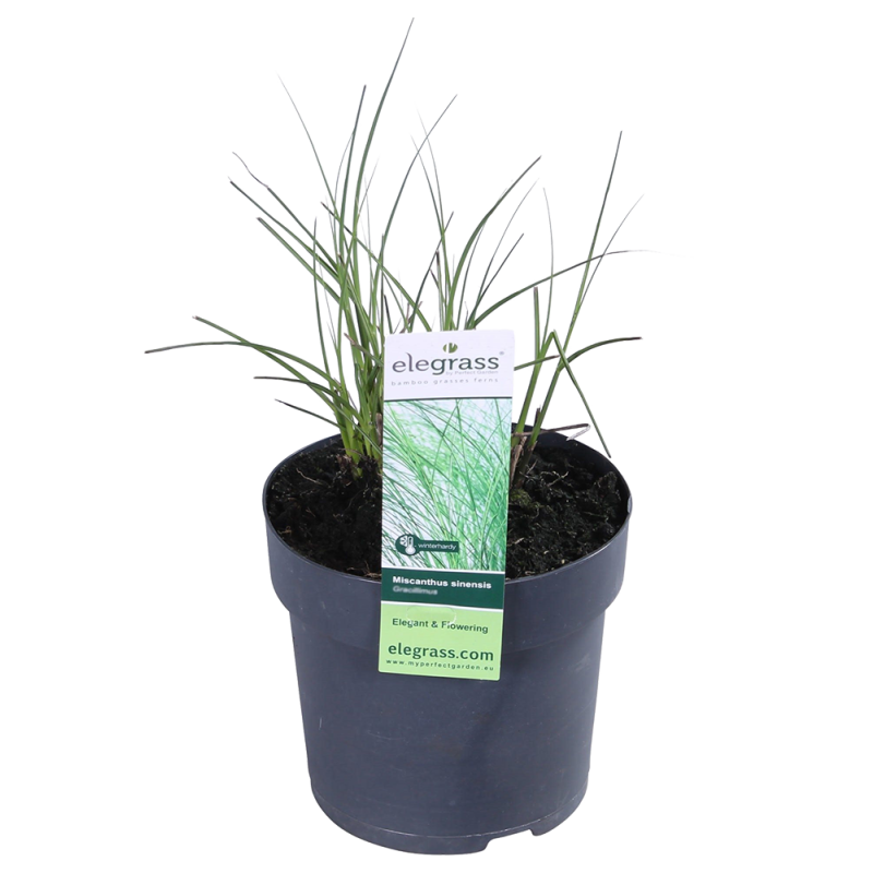 Miscanthus Graziella