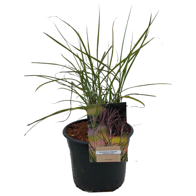 Miscanthus Herman Mussel