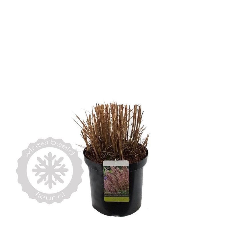 Miscanthus Ferner Osten 