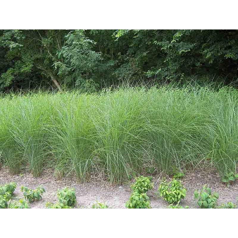 Miscanthus sinensis 'Gracillimus'