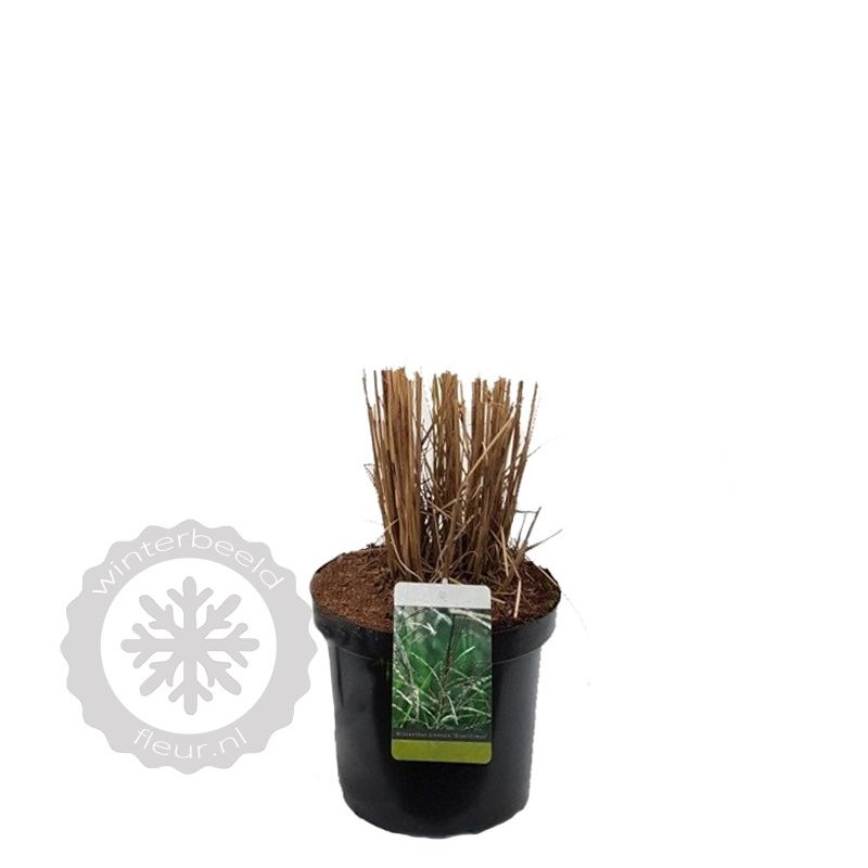 Miscanthus Gracillimus 