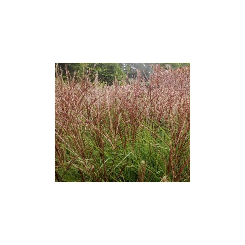 Miscanthus sinensis 'Silberspinne'