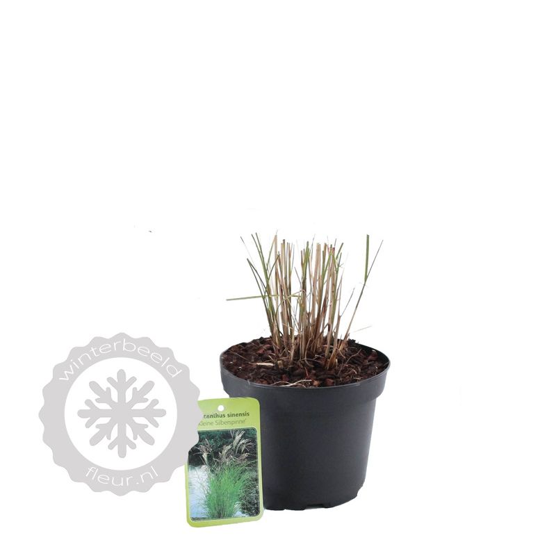 Miscanthus sinensis Kleine Silberspinne