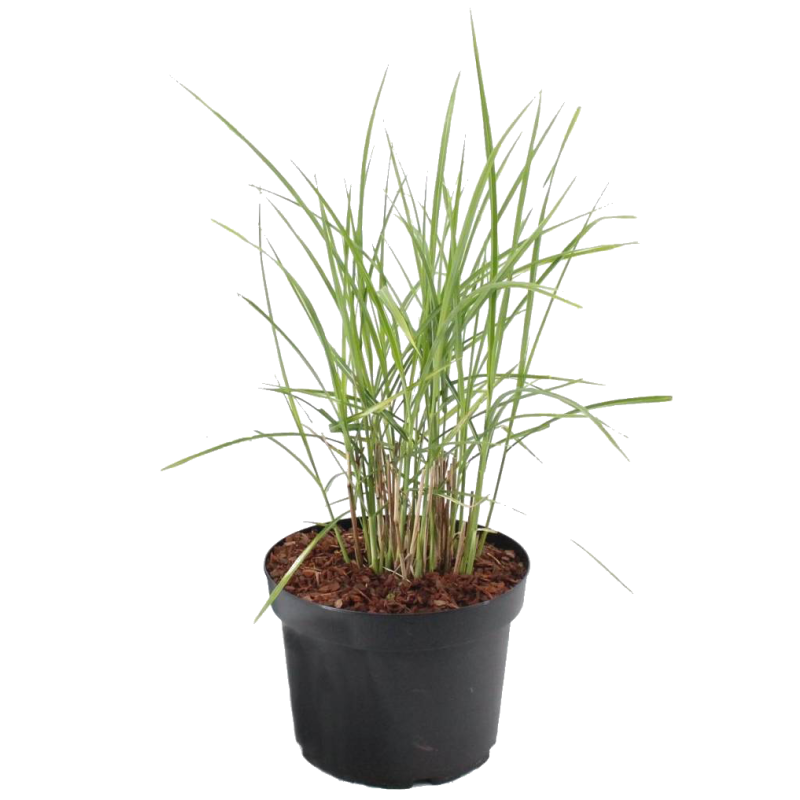 Miscanthus Malepartus