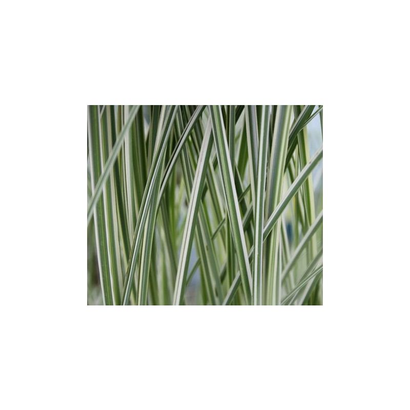 Miscanthus Morning Light 