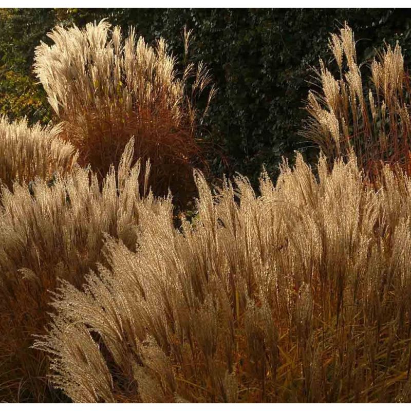 Miscanthus sinensis 