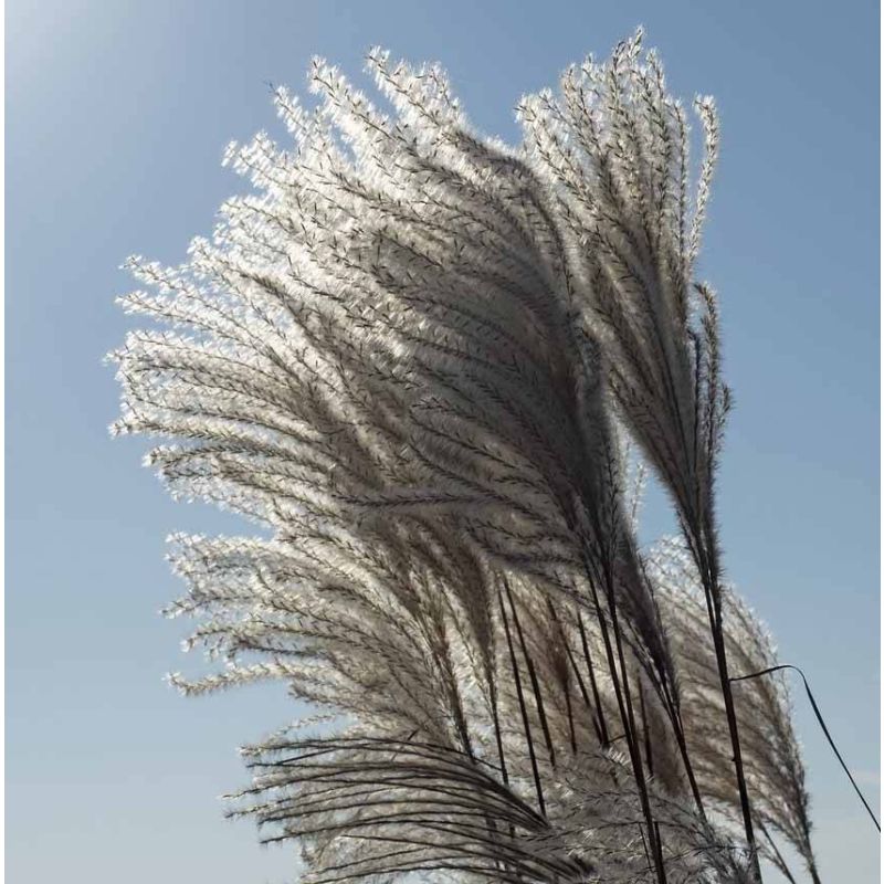 Miscanthus sinensis 'Silberfeder'