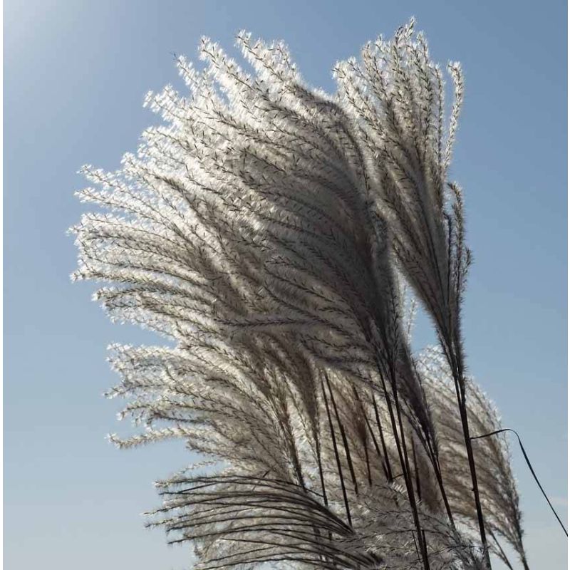 Miscanthus Silberfeder