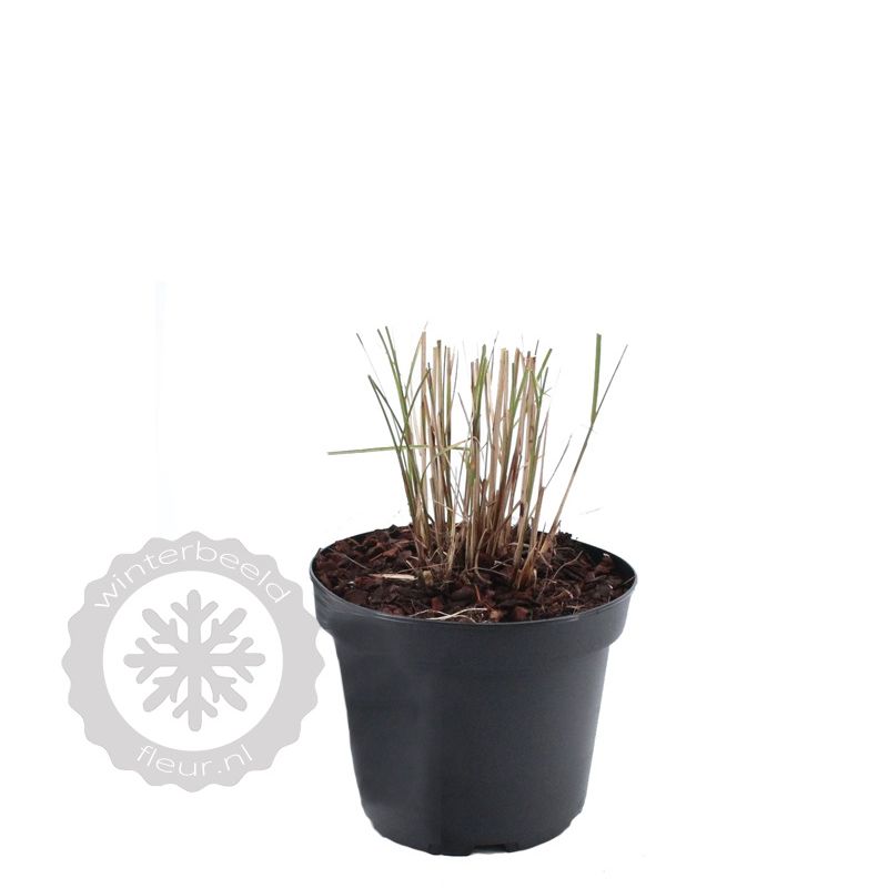 Miscanthus Silberfeder