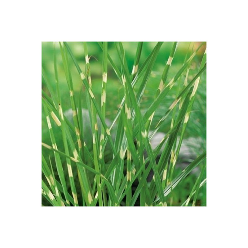 Miscanthus sinensis 'Zebrinus'