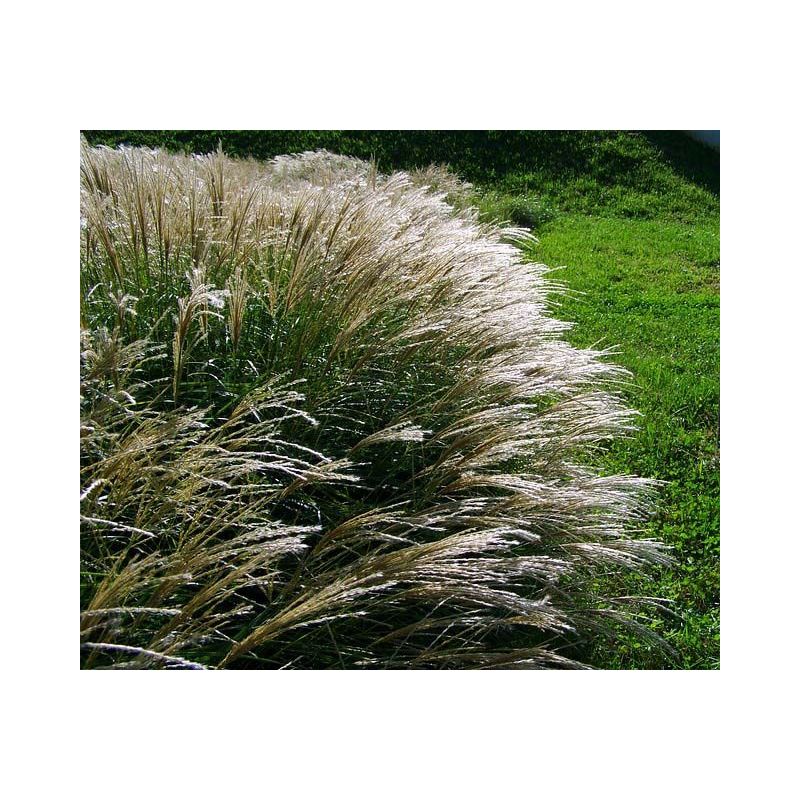 Miscanthus sinensis 'Herman Mussel'