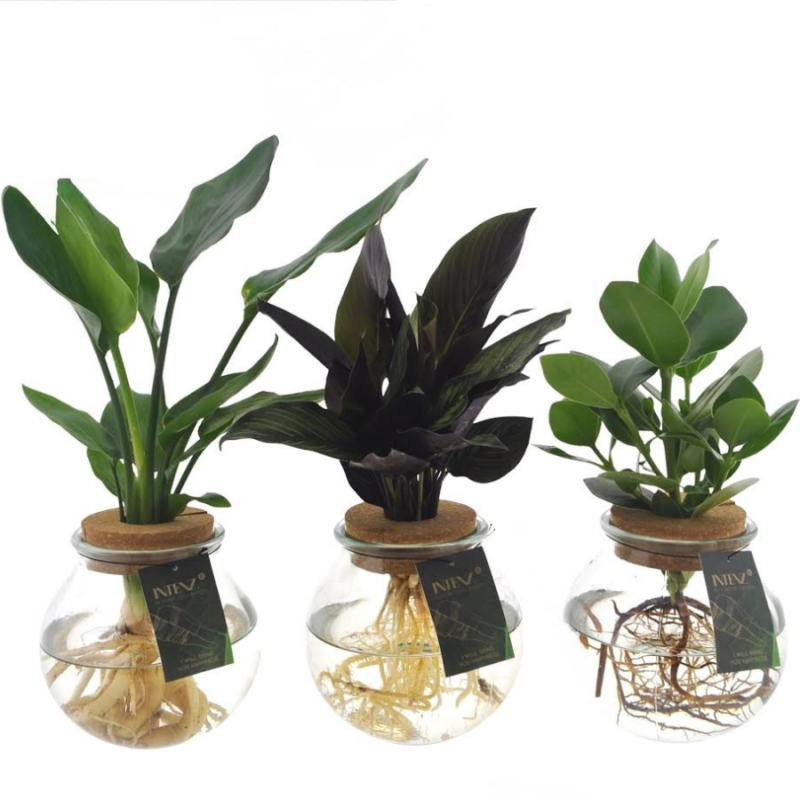Mix plantjes in bolglas - set van 3 stuks