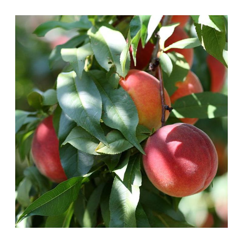 Prunus Persica Nucipersica 'Madame Blanchet'