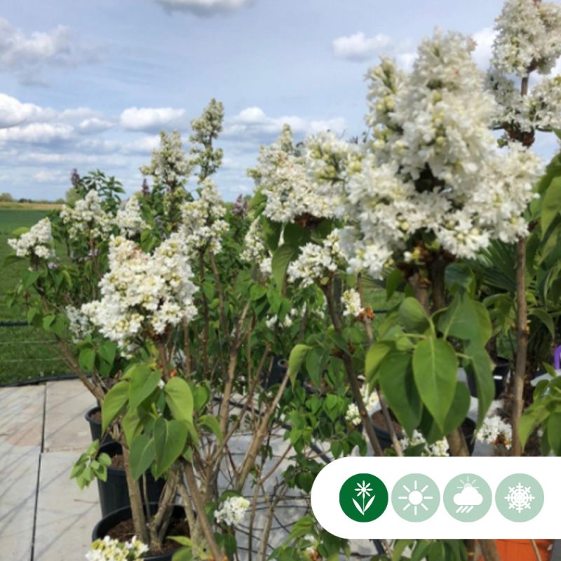 Syringa Mme Lemoine - meerstammig