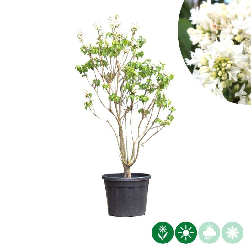 Syringa Mme Lemoine - meerstammig