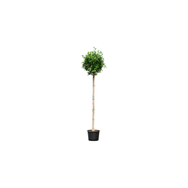 Ficus Moclame op stam