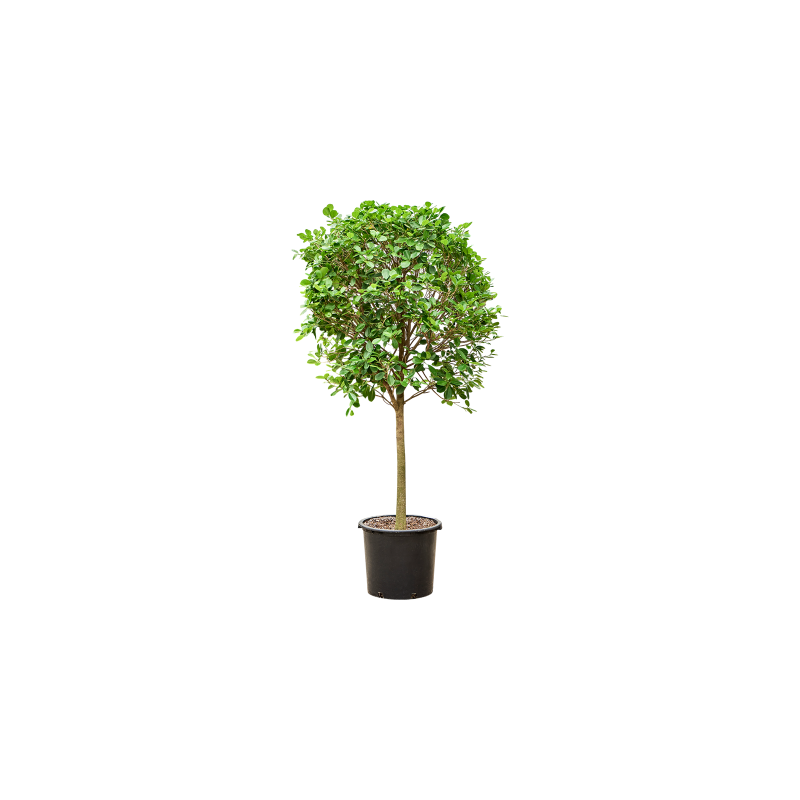 Ficus Microcarpa Moclame op stam
