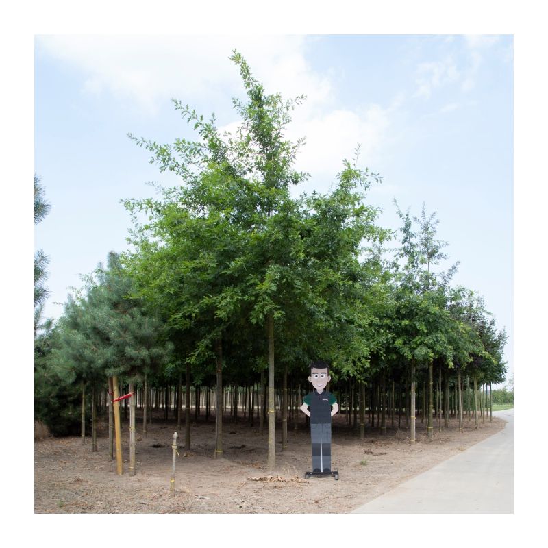 Quercus palustris - volgroeid