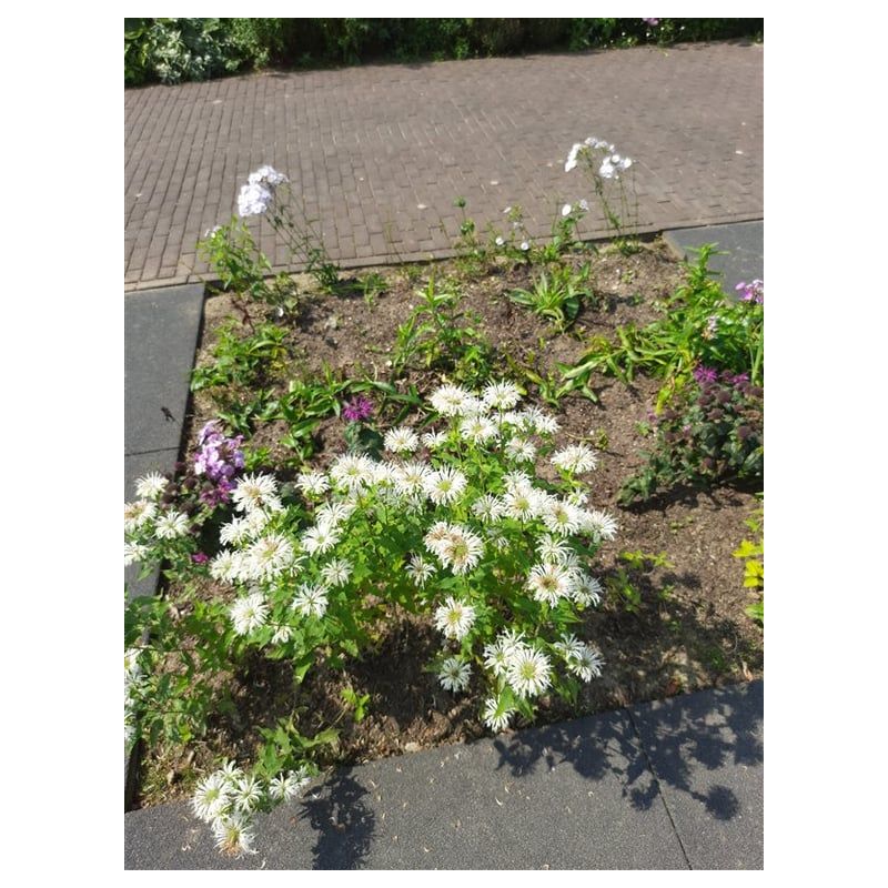 Monarda Schneewittchen