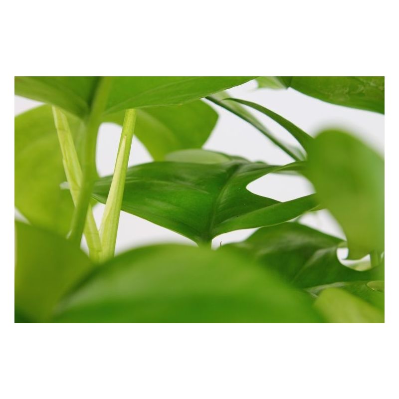 Monstera minima 