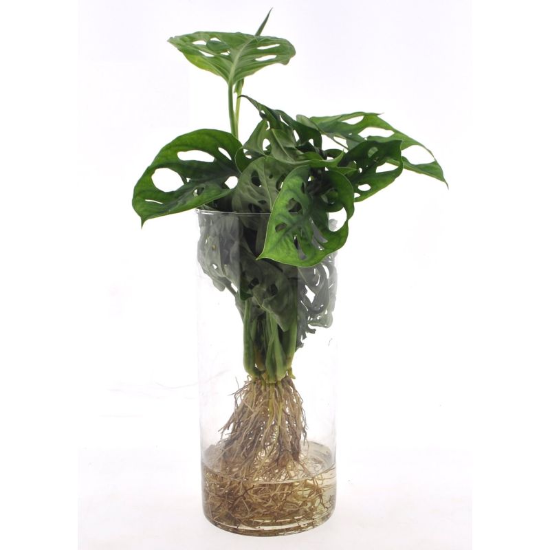 Monstera Adansonii in cylinderglas