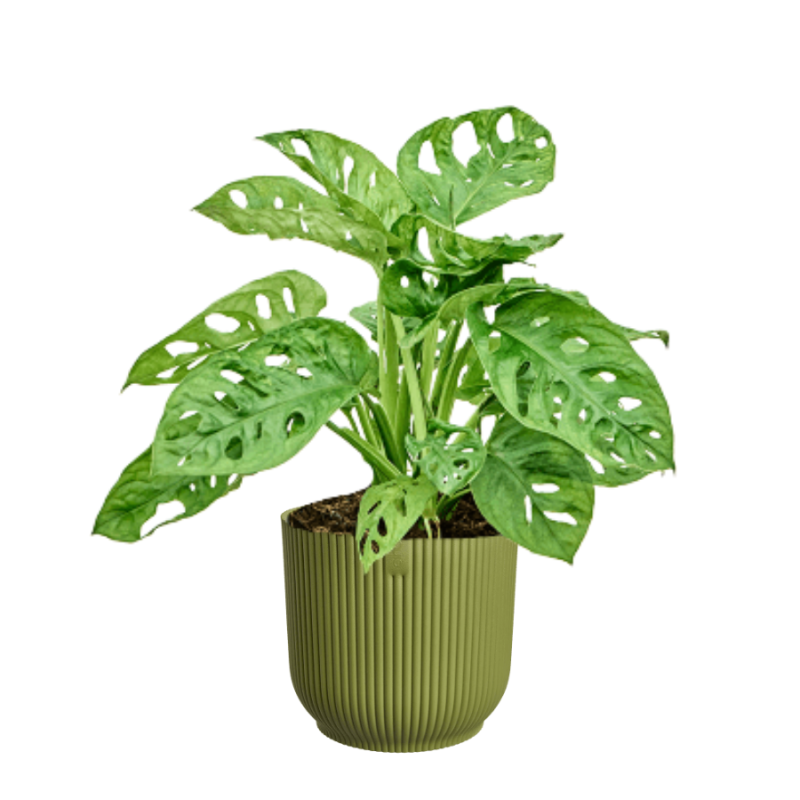 Monstera adansonii in Elho Vibes groen
